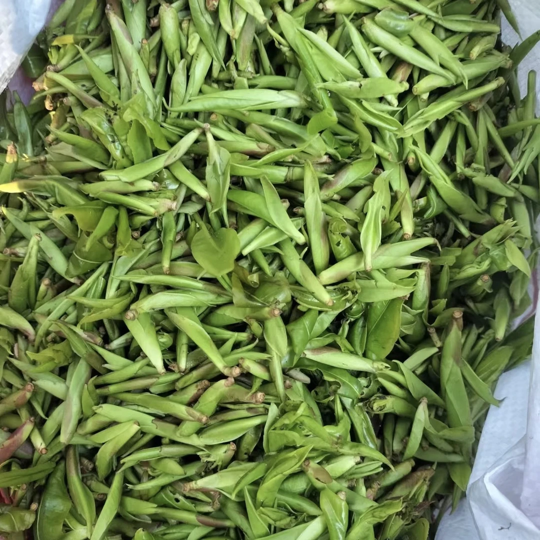 秘境芽孢   千年野生茶