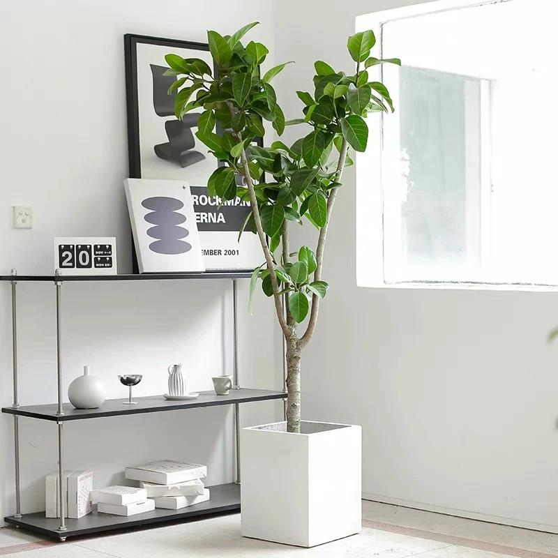 高山榕 室内绿植 大型绿植 大盆栽