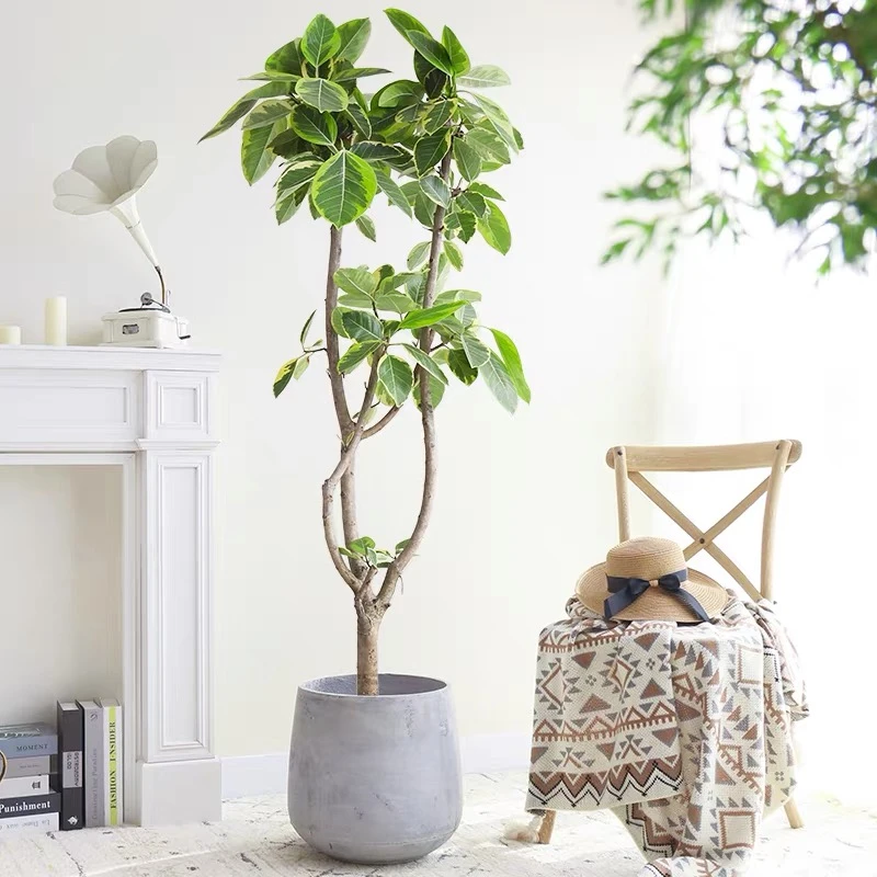 黄金榕 老桩 客厅绿植大盆栽 大型室内绿植盆栽 千寻