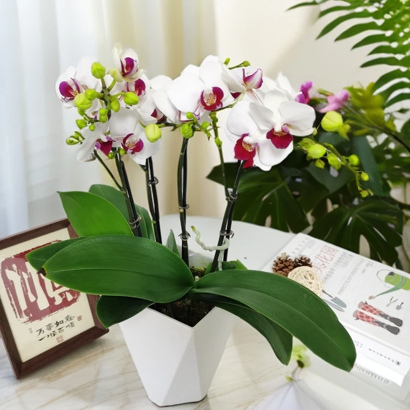 【避风港】云南培育鲜花蝴蝶兰盆栽.室内花客厅开花发货公司