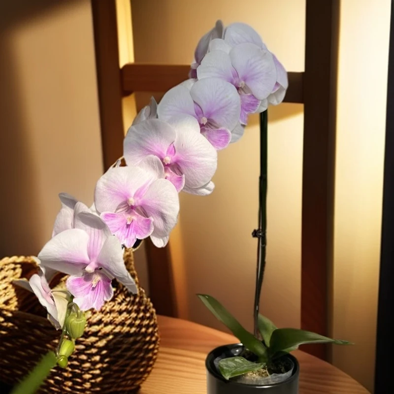 【甜美人】室内观赏蝴蝶兰绿植送礼带花带苞发货