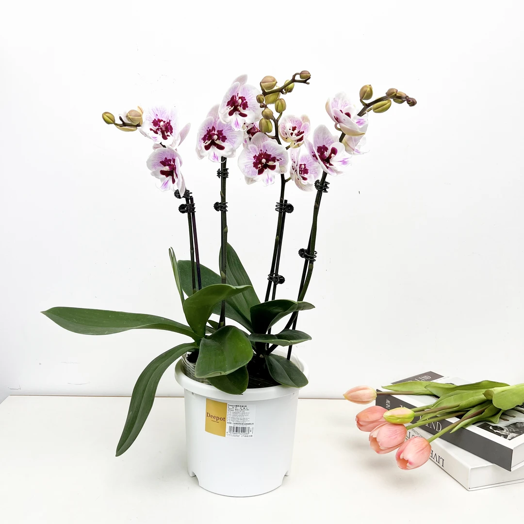 【桃花仙子】金牌大舌头欧品云南鲜花蝴蝶兰盆栽带花带苞多年生
