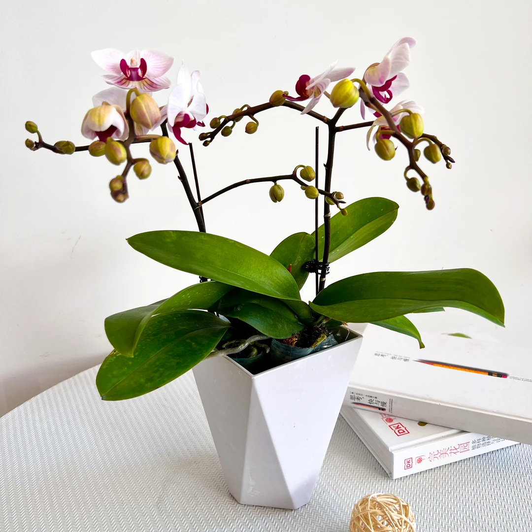 云南蝴蝶兰貂蝉2.8寸双梗第一名室内花卉花期长好养四季