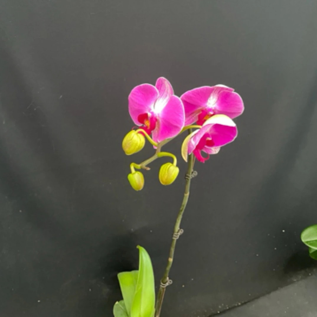 【情人】蝴蝶兰2.8寸单梗绿植花卉室内客厅美观盆栽好养