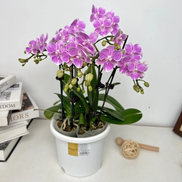 樱花粉蝴蝶兰盆栽室内花卉客厅茶几