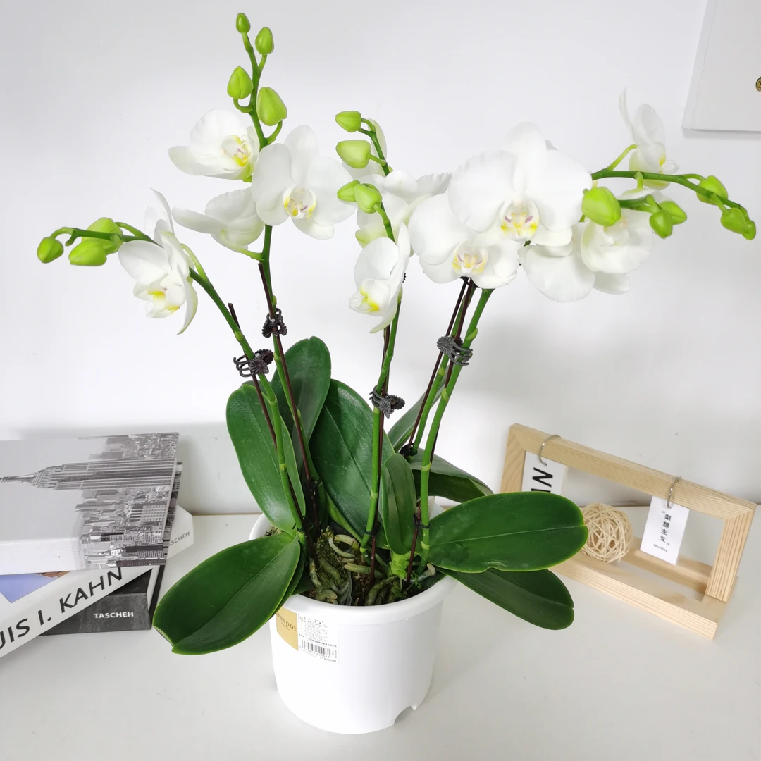 【阿玛】2.8寸云南鲜花蝴蝶兰盆栽带花带苞