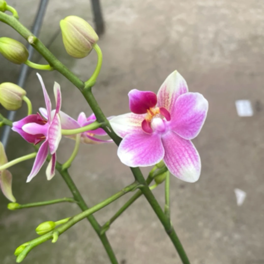 【小丸子】蝴蝶兰花卉室内阳台桌面盆栽高端花卉