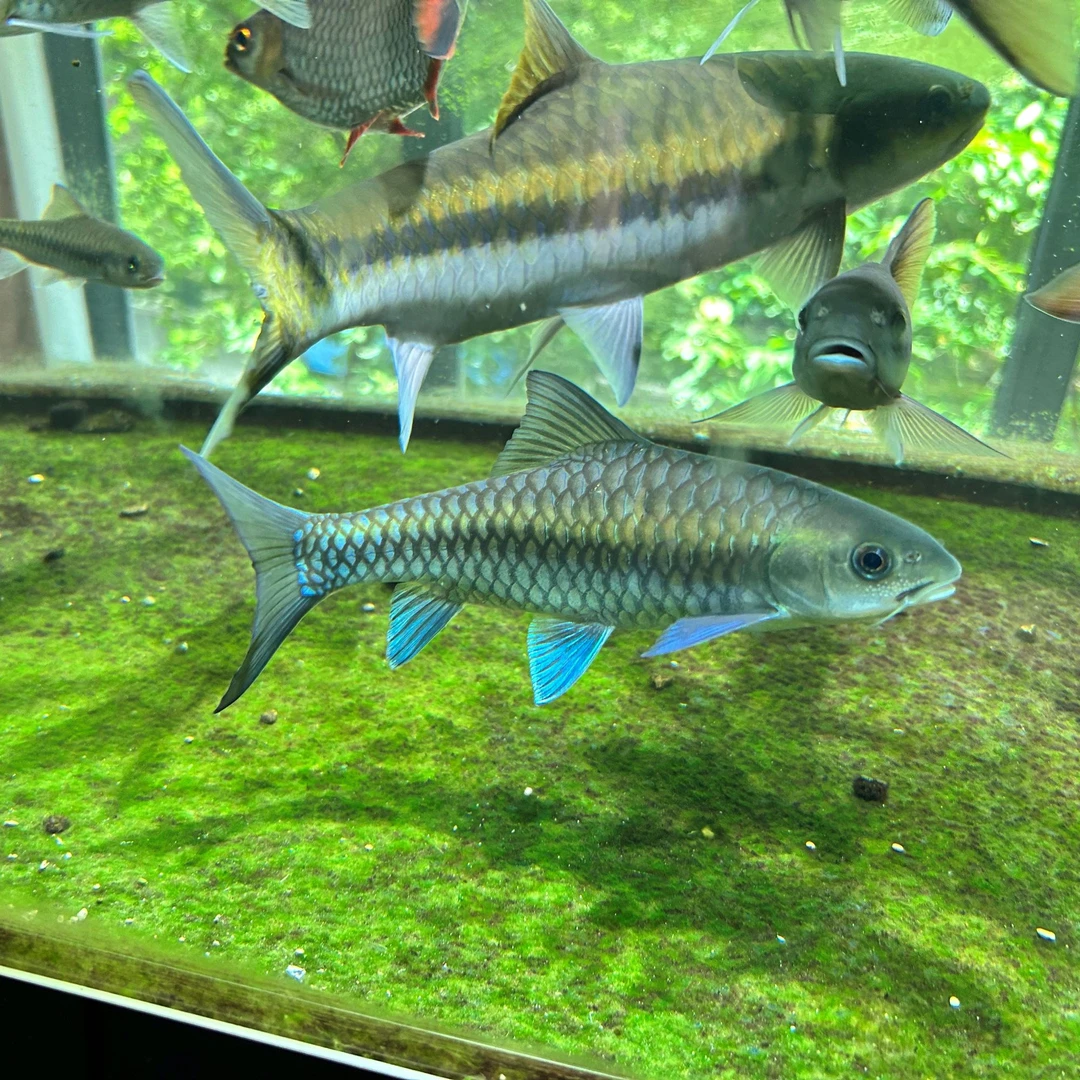 竞拍吉罗鱼野生吉罗鱼（售后需要有开箱视频）