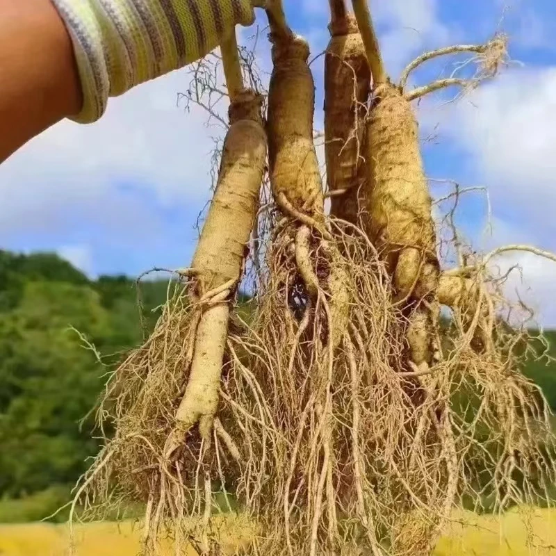 长白山鲜人参原产地直发10-13克传统种植煲汤，泡酒