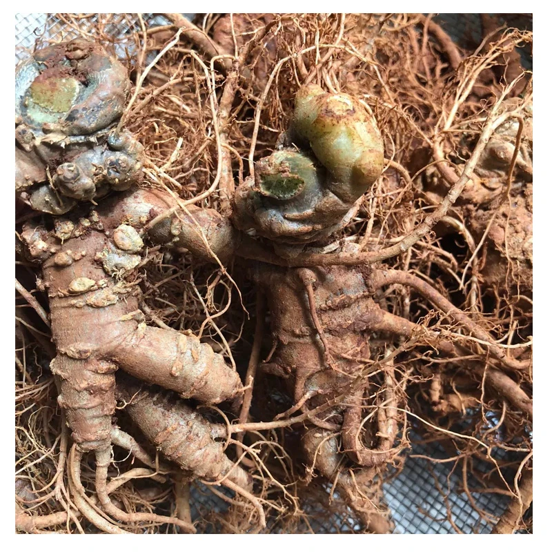 正宗云南文山新鲜三七田七500克泡酒煲汤现挖活三七生三七非野生