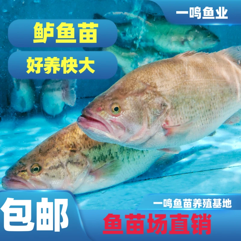 鲈鱼加洲鲈鱼苗路亚鲈鱼淡水冷水养殖鲈鱼苗鲈鱼苗
