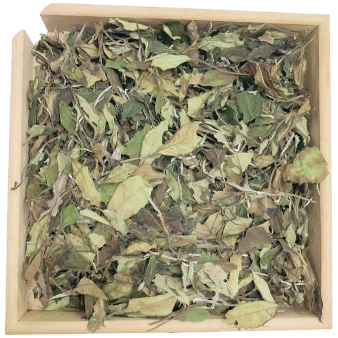福鼎白茶磻溪黄岗老茶厂正宗高山传统寒露秋寿奶香花香蜜甜茶文化