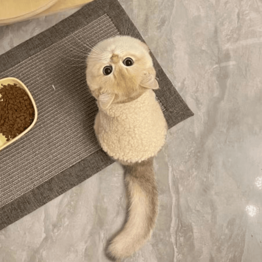 猫咪衣服可爱保暖羊羔毛马甲背心秋冬款布偶蓝猫幼猫宠物冬装