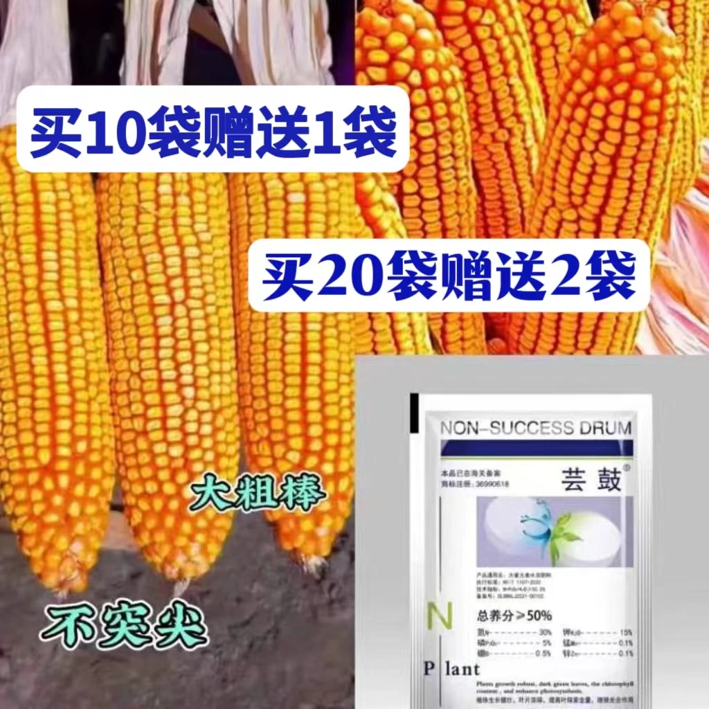 H雷赛526高产大棒王(一组两袋11052粒)买五组赠一袋-买十组赠两袋