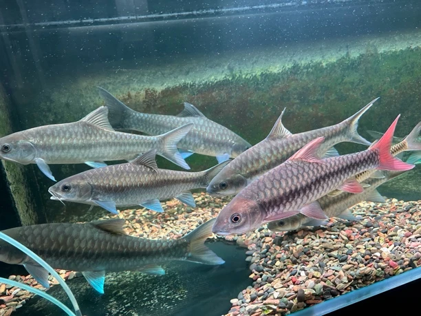 蓝吉罗活体原生鱼通用链接