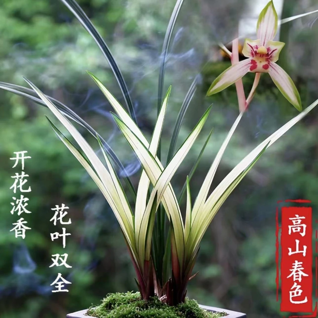 【高山春色】—建兰名品-花艺双全-高端名贵品种 花期6-12月份