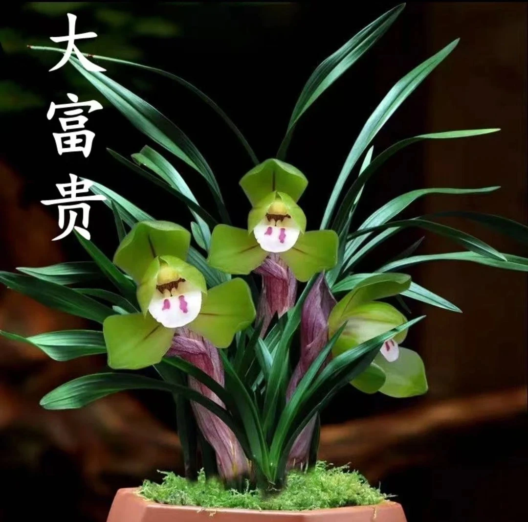 （大富贵） 春兰代表 高端铭品 矮种浓香型 花期11-3月 花卉盆栽