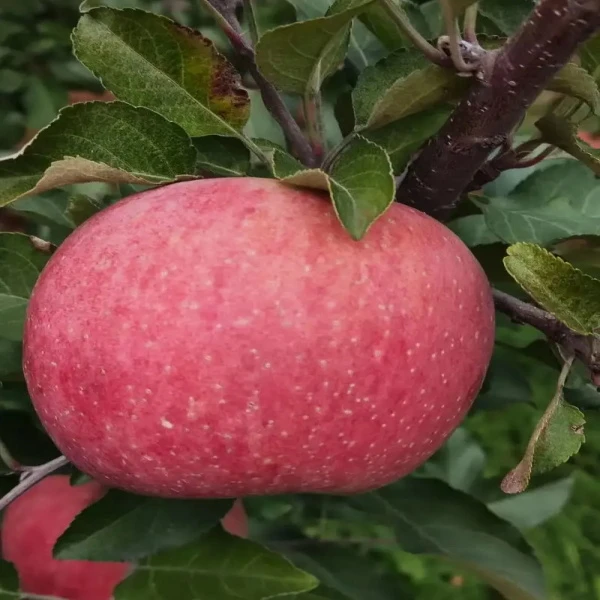 苹果苹果苹果苹果苹果苹果苹果苹果苹果