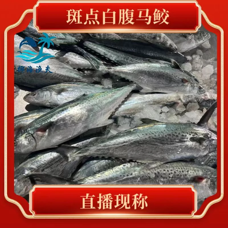 12.4斤一半海野生新鲜【康氏马鲛鱼】直播现称