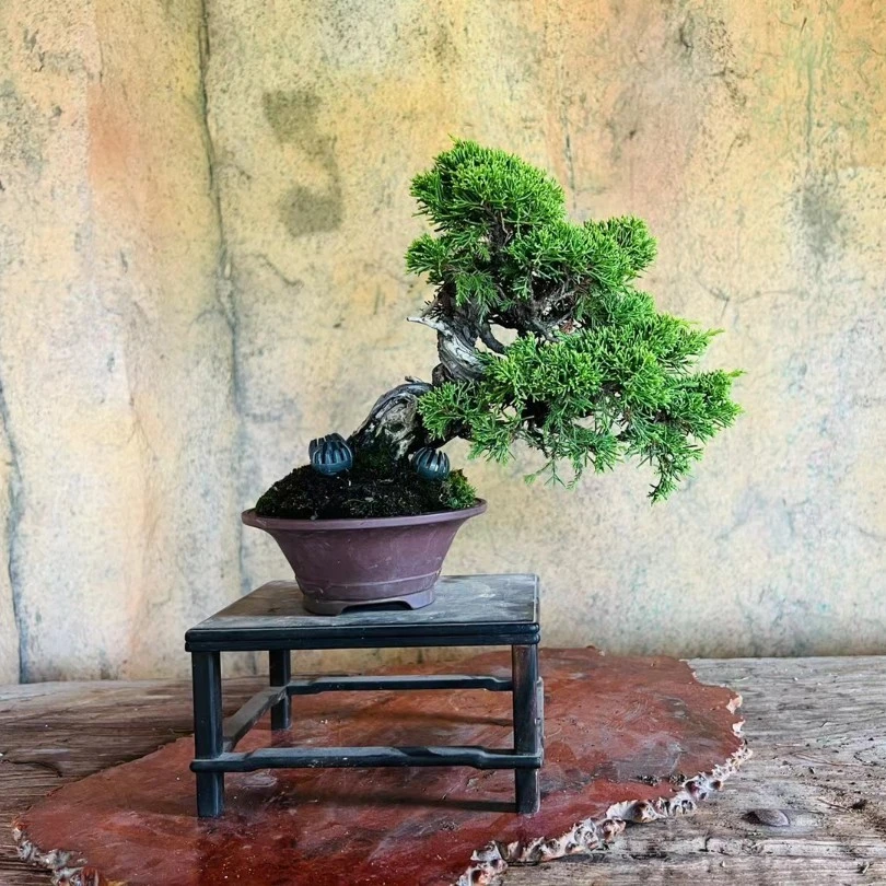 融然堂盆景中端款