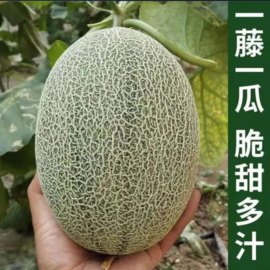 新疆吐鲁番哈密瓜西州蜜25号  产地直发 坏果包赔