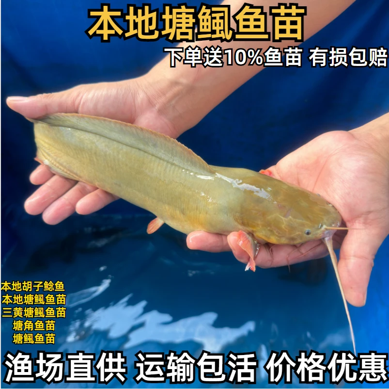精选优质塘角鱼塘皇妃一代鱼塘本地塘鲺八胡子鲶鱼塘角鱼鲈鱼苗