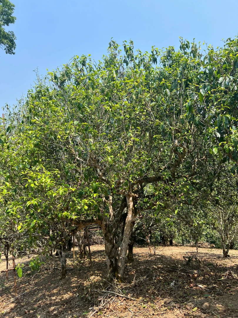 老班章28号 普洱茶通用链接