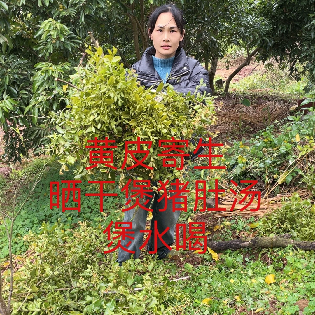 农家自晒黄皮树寄生晒干煲汤煲水材料250g