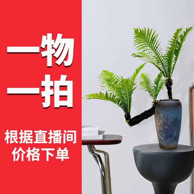 【1-号-链接】一物一拍 以直播间实物为准 精品富贵蕨盆景