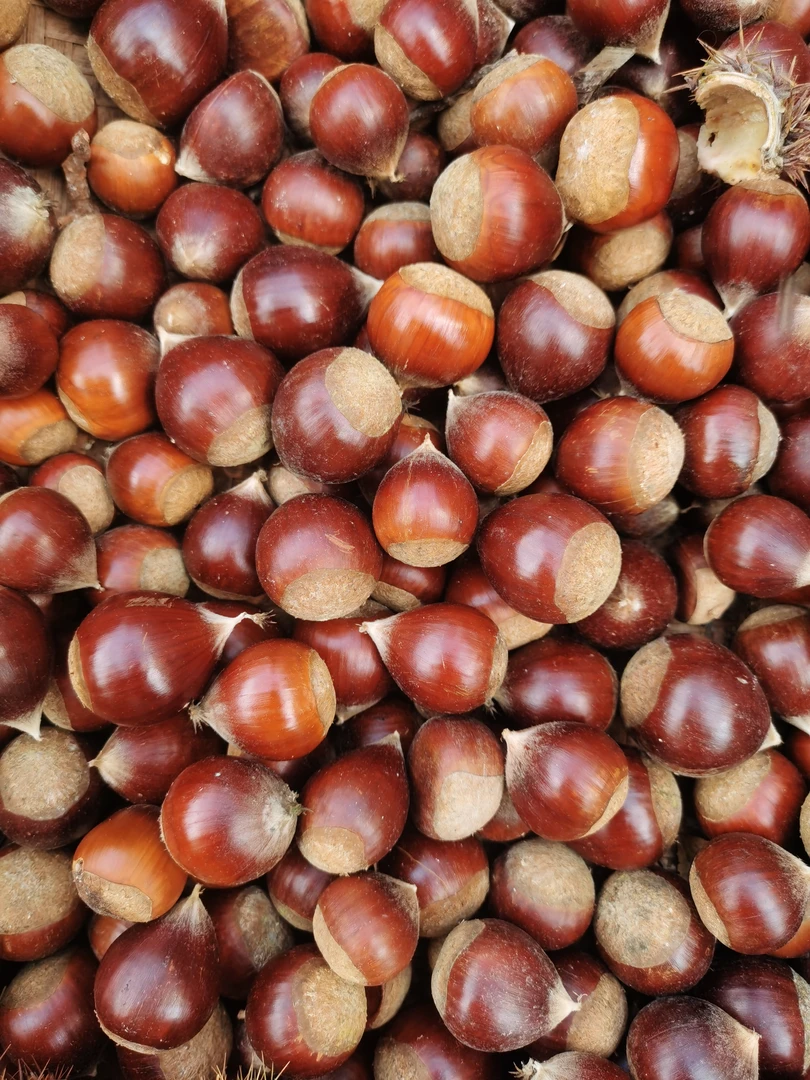 庆元高山锥栗粉糯香甜皮薄新鲜