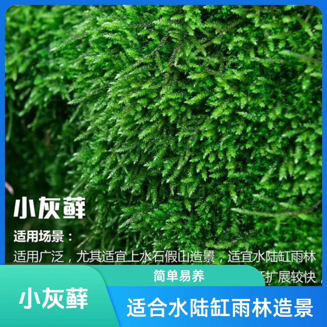 小灰藓造景鲜活苔藓微景观青苔景观植物铺面短绒庭院小盆景植物