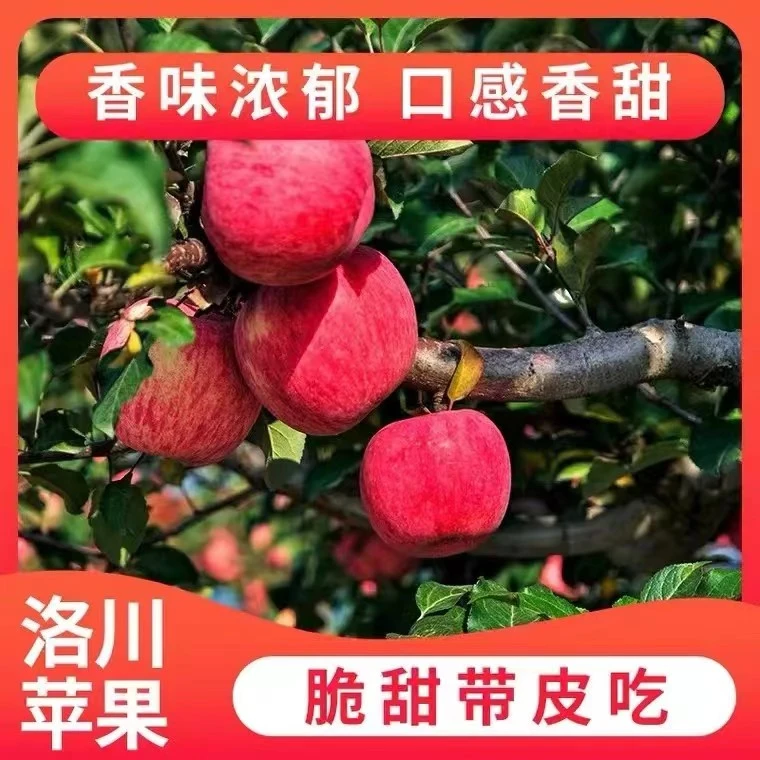 陕西洛川红富士苹果苹果冰糖心新鲜营养酥脆脆甜好吃自然多汁爆甜