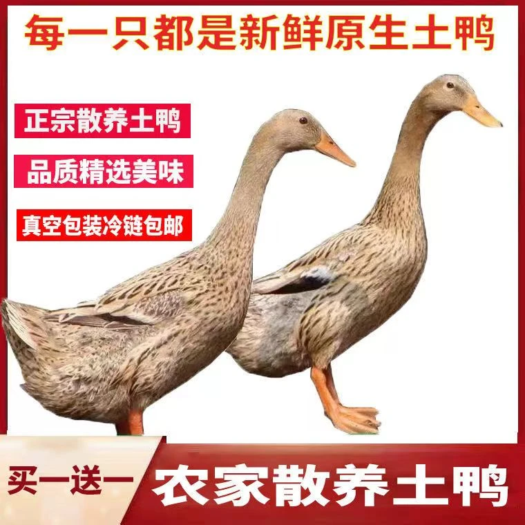 【买一只送一只】农家土鲜美散养麻鸭现杀现发鸭肉新鲜鸭子整鸭煲汤