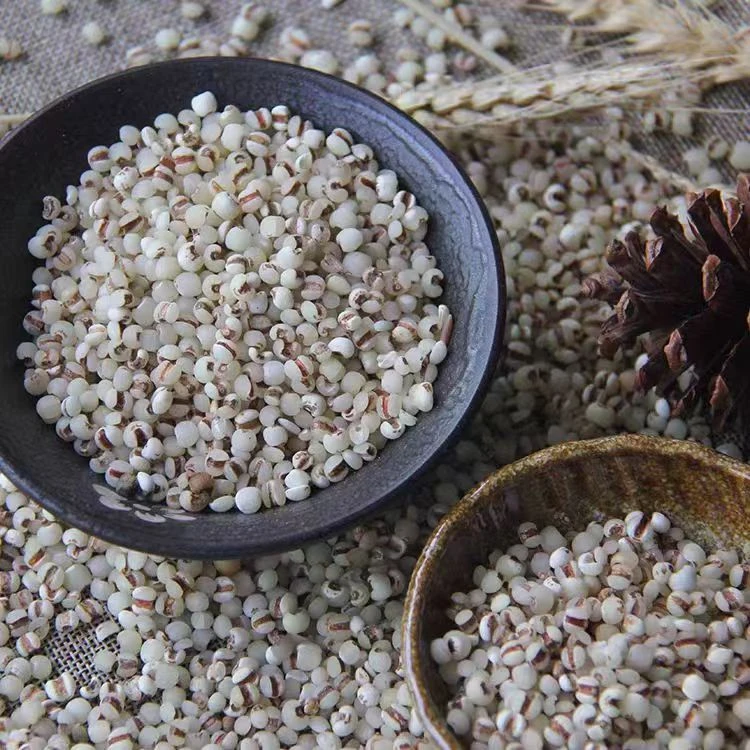 【金沙薏仁米】云南现收山货农产品自然生长珍珠薏米仁抽湿机