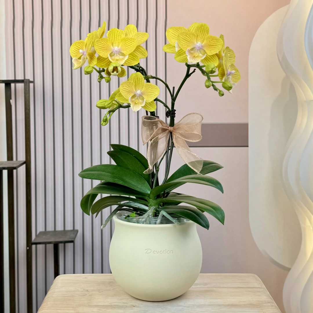 【金色年华】蝴蝶兰 黄色系 高端室内花卉 源头基地