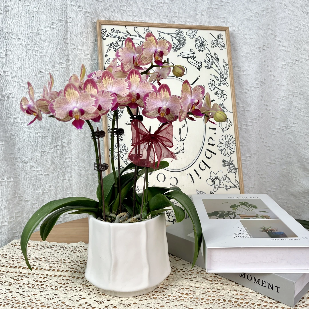 【风火轮-闪电】蝴蝶兰 中花型 室内花卉 源头基地