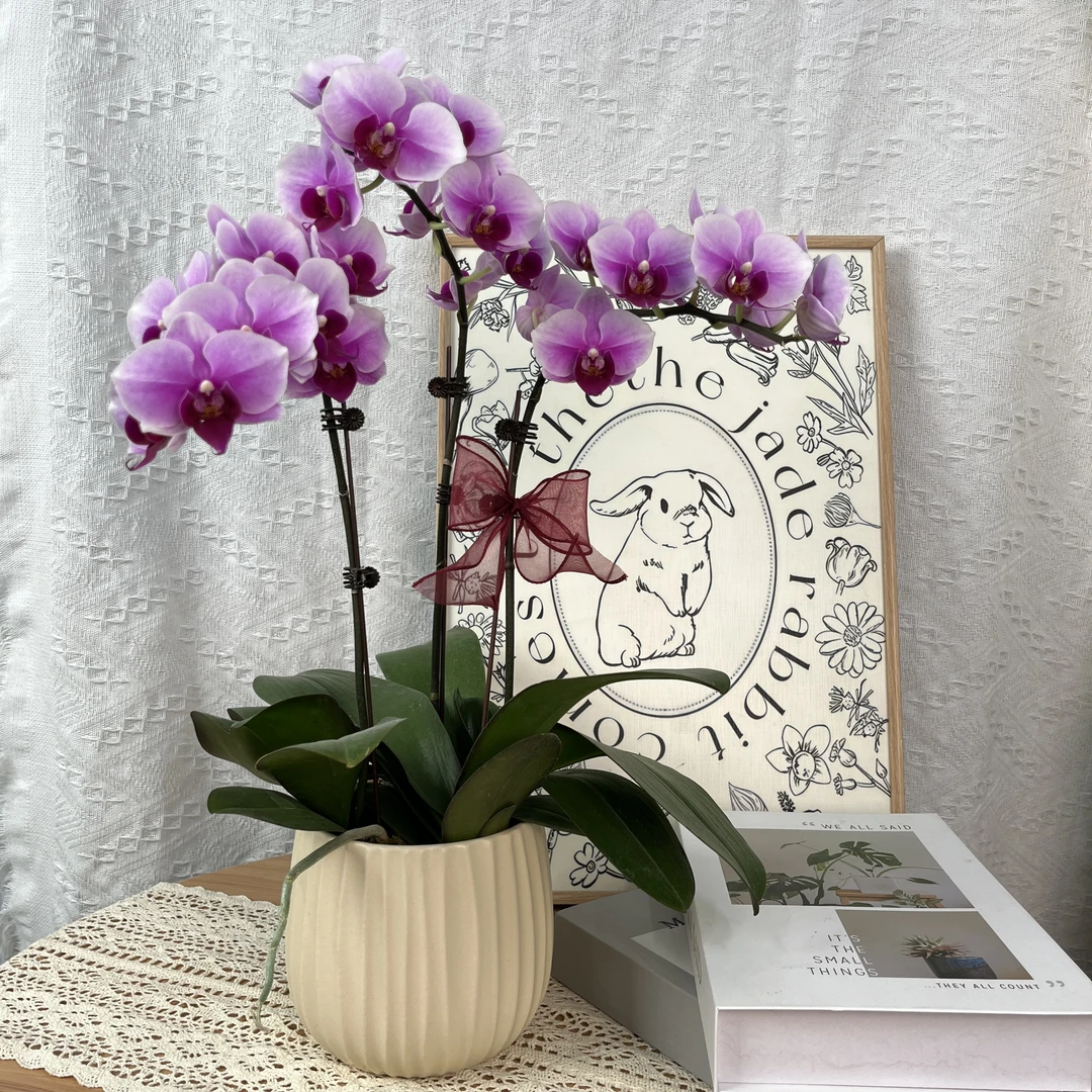 【粉红珍珠】蝴蝶兰 室内绿植 粉紫色 送人礼物