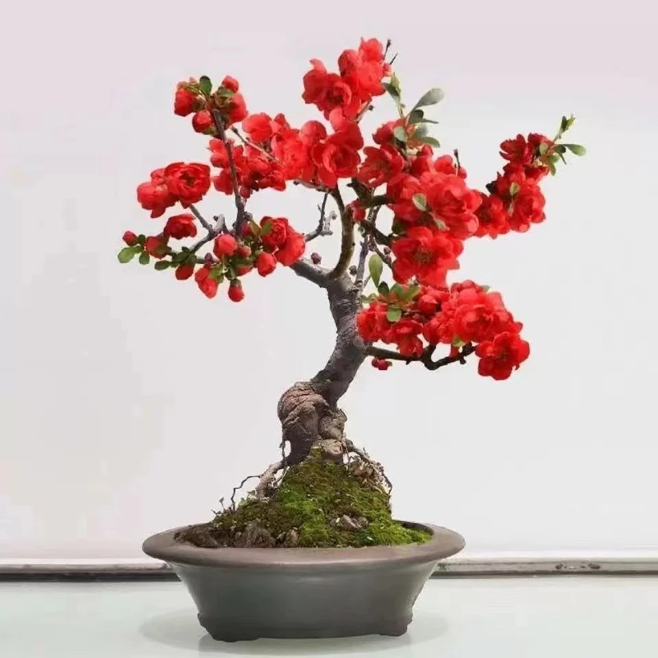 （小玫瑰海棠）红宝石海棠花盆栽树苗盆景重瓣老桩植物室内花卉开花