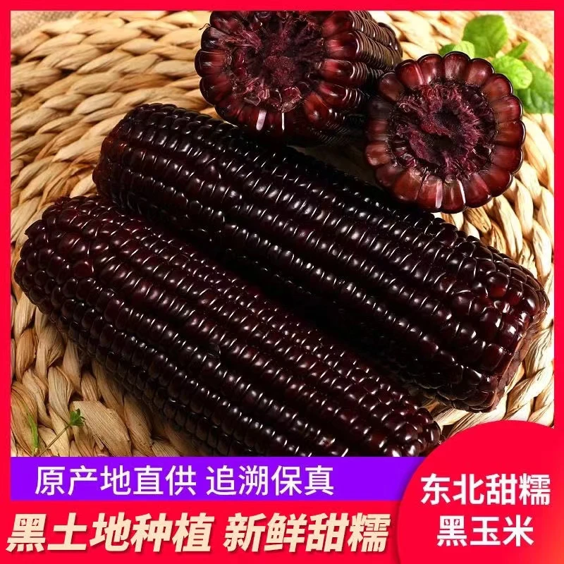 【迷你小黑玉米】东北黑糯玉米棒甜糯粘新鲜采摘12支*150g～180g