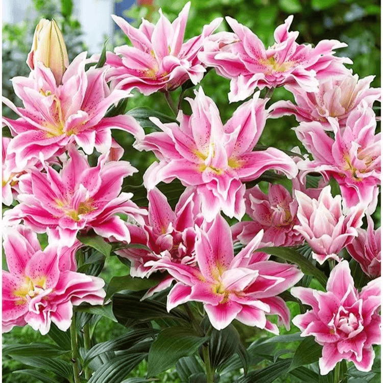 重瓣香水百合花种球带牙种子多头四季开花矮生浓香室内外花卉盆栽
