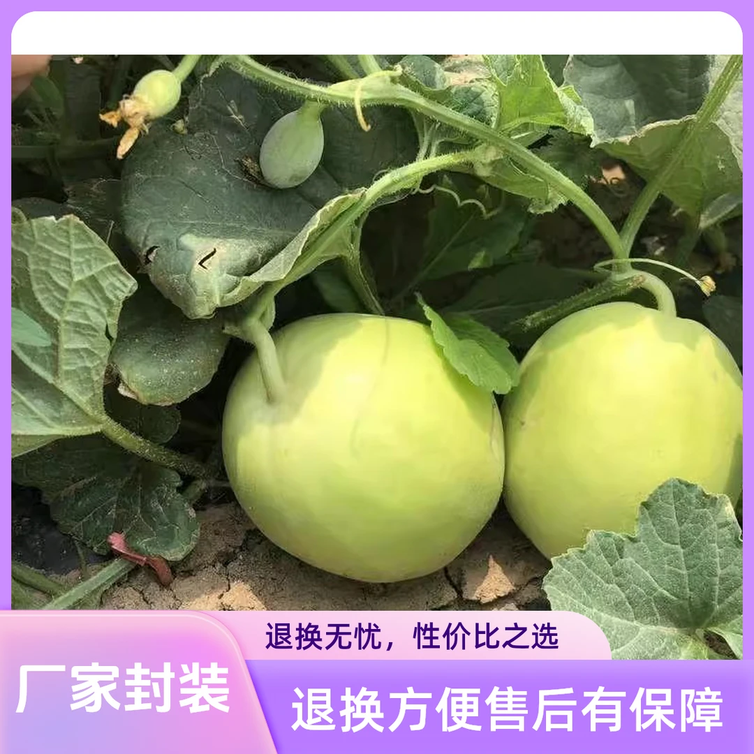 （全场满5包包邮）甜宝甜瓜种子秋季盆栽阳台小院约2g粒