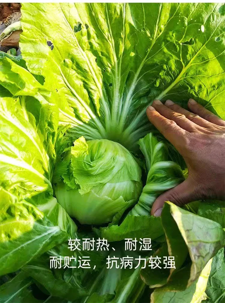 （全场满5包包邮）包心芥菜种子秋季盆栽阳台小院