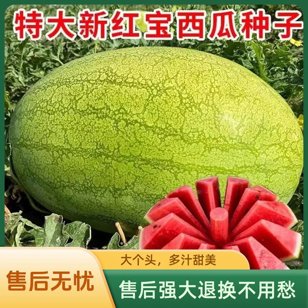 (全场满5包包邮)新红宝西瓜种子秋季盆栽阳台小院