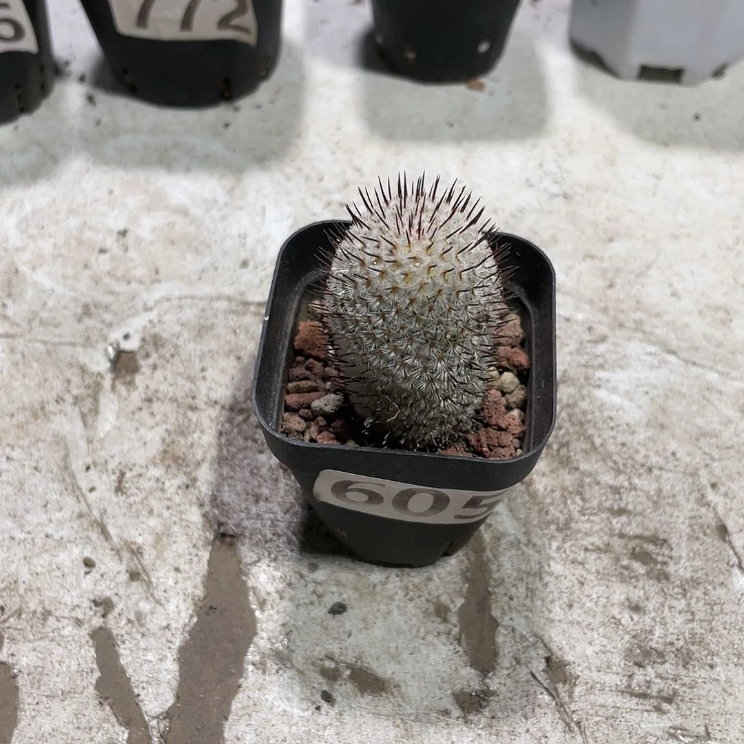 605直刺佩雷仙人球