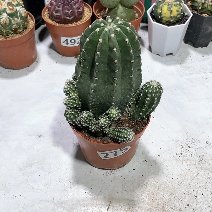 275实生白沙女王