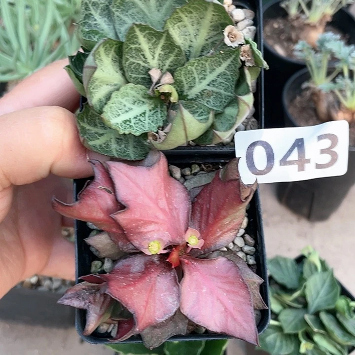 043实生彩叶麒麟2颗