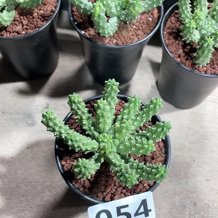 劳***③054实生九头龙大戟