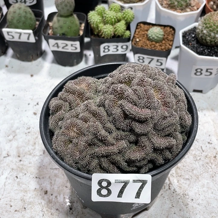 877超大红檀缀化