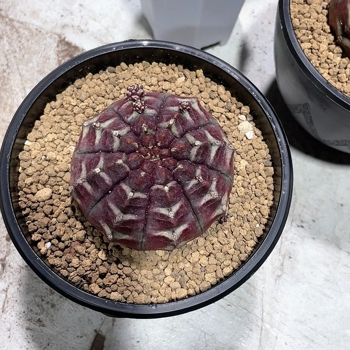 727紫色大梦想仙人球