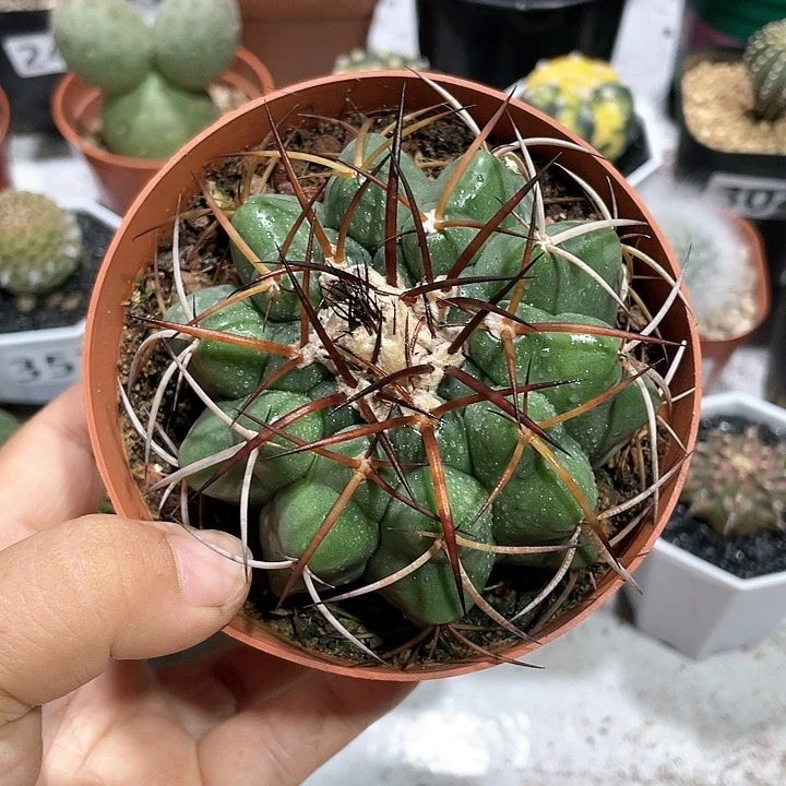 264实生狂刺圆盘玉